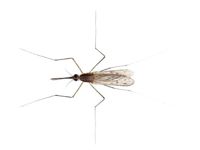 Mückenschutz - die besten Tipps auf einen Blick